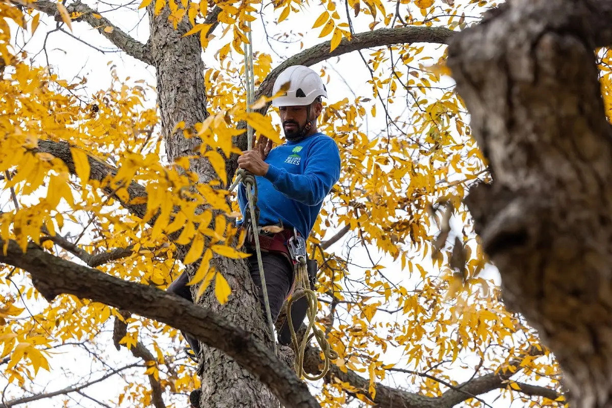 Skilled Tree Disease Treatment crew working in Stapleton